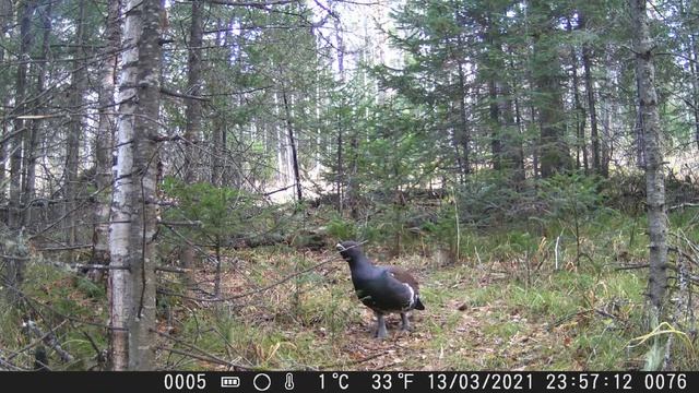 Видео от Красноярская тайга. Фотоловушки