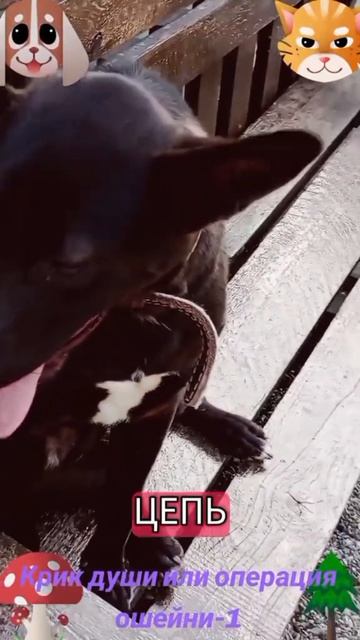 Операция ошейник-1-2🐶🐱🙂
