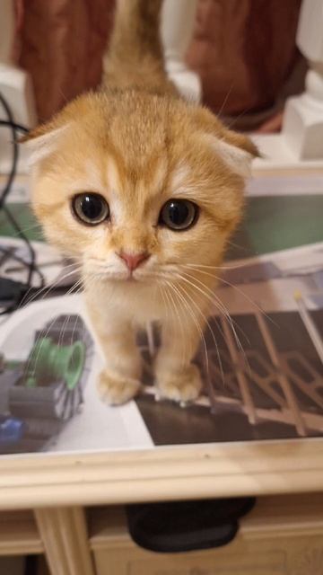 Красивые фотки кошек❤️❤️❤️ #cat #видосыоткота #веселыекоты