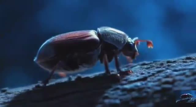 .... Майских Жук - Что мы знаем о нём....