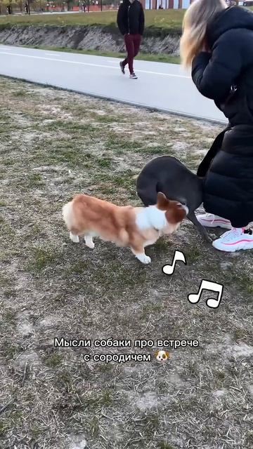 Следи за коржиком и будь в коржи‑настроении #корги #corgi #смешныеживотные #tiktok #shorts