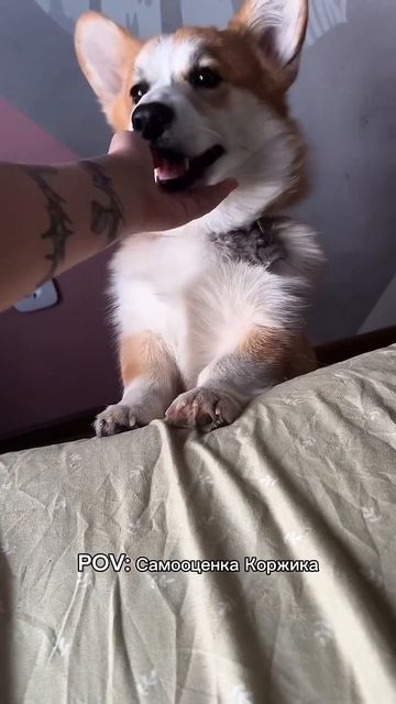 Подписка = ежедневная доза корги #корги #corgi #смешныеживотные #tiktok #shorts #шортс #corgishorts