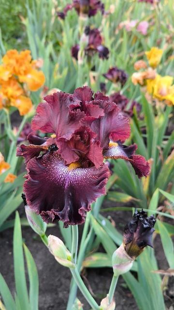 Ирис РУБИ ТРЭЙСЕРИ / RUBY TRACERY (П. Блэк, 2016).mp4