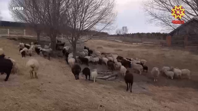 Республика 16.04.2026 на чувашском языке. Вечерний выпуск