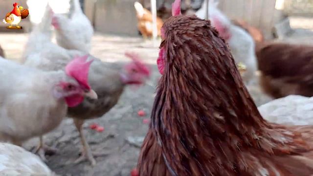 Кормление кур капустой на веревке в радость несушкам