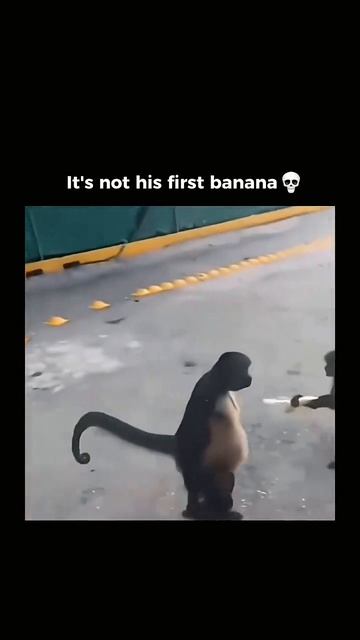 Это не первый его банан