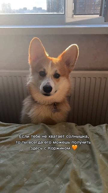 Подписка = ежедневная доза корги #корги #смешныеживотные #funnydogs #corgi #shorts #поведение