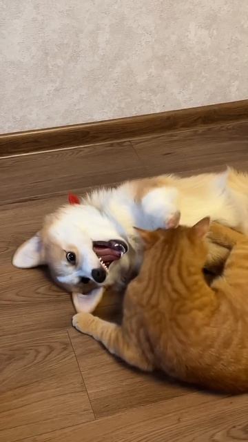 Бобры каждый день! Подписывайся)