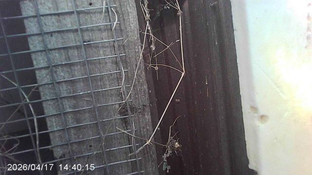 Технология раскрытия теплицы: использование топорика