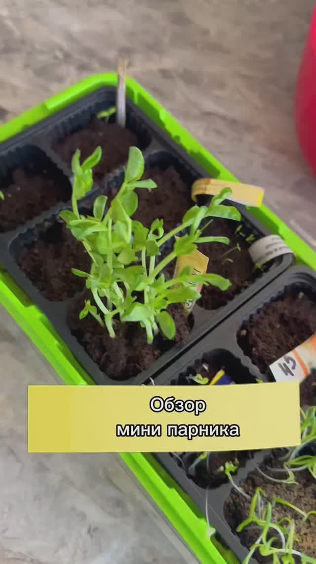 Рассада выжила за 3 дня без воды!