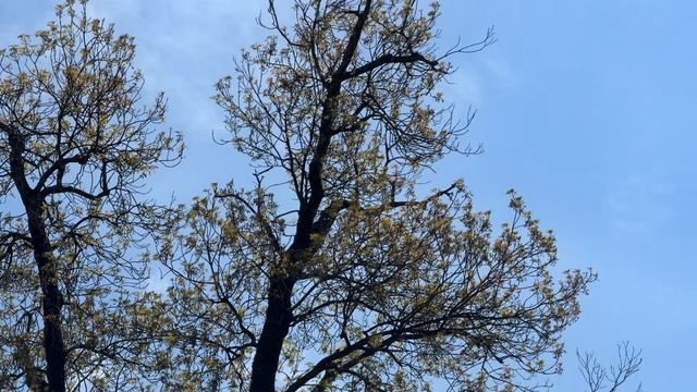 ДУХВМАТ. Выпуск 12