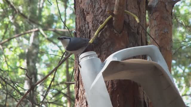 Поползень обыкновенный прячет семечки. Большой пестрый дятел обедает