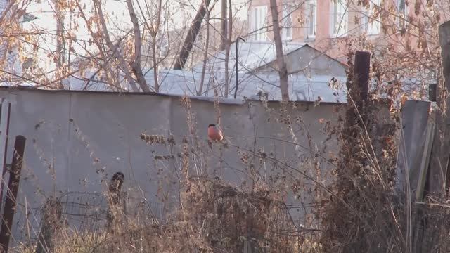 A75518d61a1bdfb01143ff59eebd9509