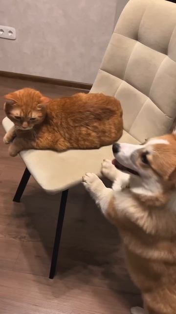 Следи за коржом и будь в коржи-настроении #корги #смешныевидео  #funnydogs #corgi #поведение #shorts