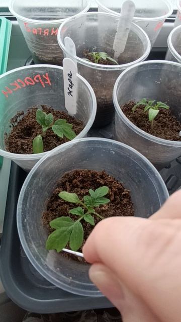 Почему не растёт рассада? Корни стали ленивыми.