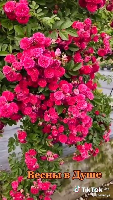 7603ceaad5ead4db1319aafcef285314_1776372852769.mp4