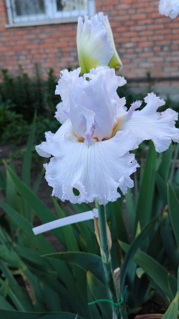 АРКТИКА (О.Рябых, 2022)