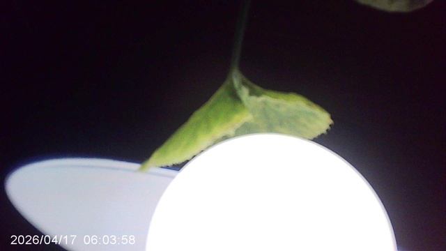 Лист Интенсивного Фотосинтеза (по примеру Палаты Интенсивной Терапии в больницах)