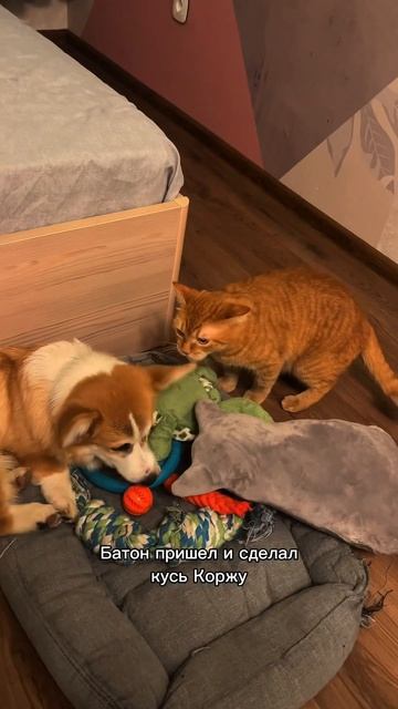 Арбузинг Коржа