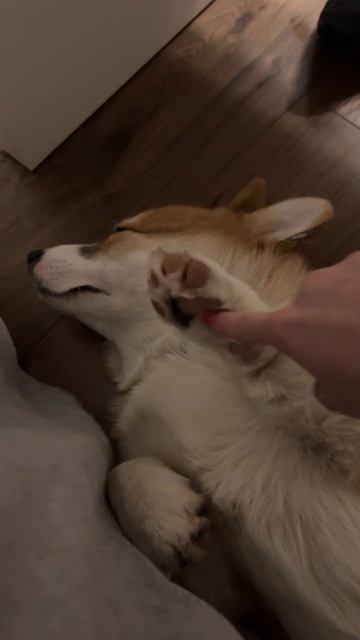 Sigma Коржик каждый день