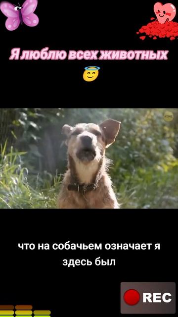 Животные приколы и не только😅