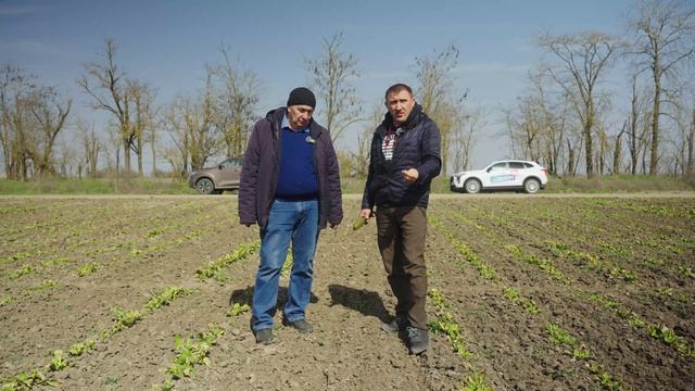 Зимовка семенной свёклы: как Термо победил обледенение