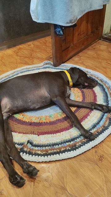 Курцхаар, после охоты!!! 🐕🤗🐶