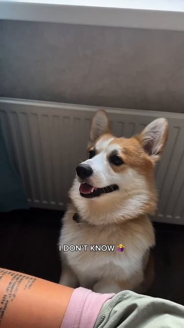 Хочешь ещё милых моментов каждый день? Жми подписку #корги #dogs #corgi #милота #shorts #tiktok