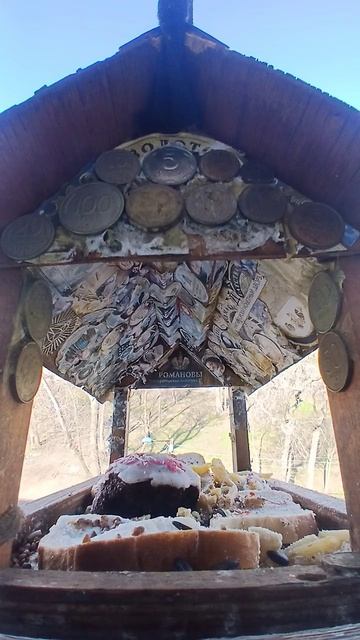 1000015534.mp4Кормушка.17.04.2026г.