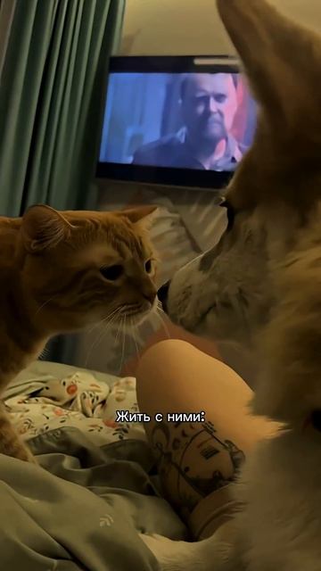 Хвостиком машем — на лайк намекаем  #корги #dogpersonality #funnydogs #corgi #поведение #shorts