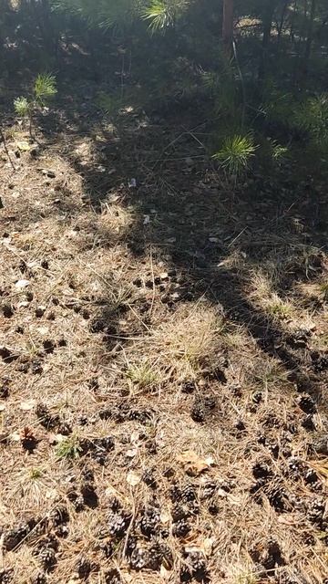 В деревне природа красота, лес