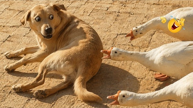 Самые смешные собаки 2026 года. Попробуй не рассмеяться