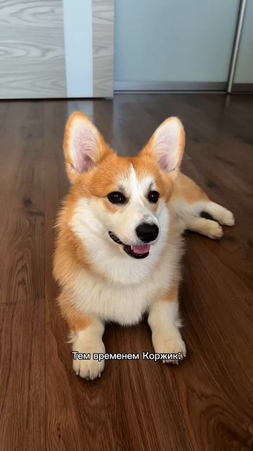 Подписывайся, чтобы не пропустить коржедень #корги #коргипемброк #corgi #корж #коргисобака #shorts