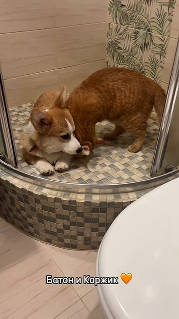 Хочешь милых моментов каждый день? Подписывайся #корги #corgishorts #tiktok #смешныевидео #corgidog