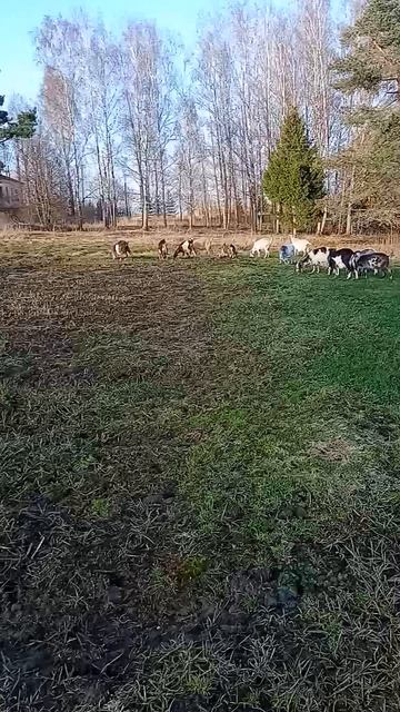 17.04.26. Аз эти козы