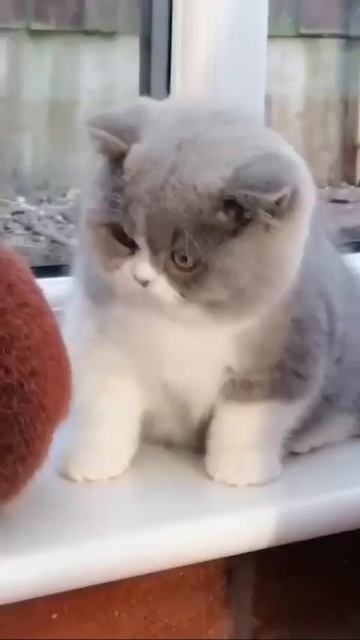 Клип @meowtaverse