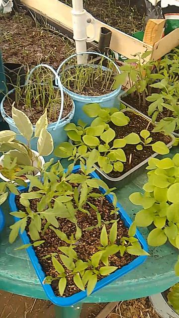 VID_20260417_132251.mp4