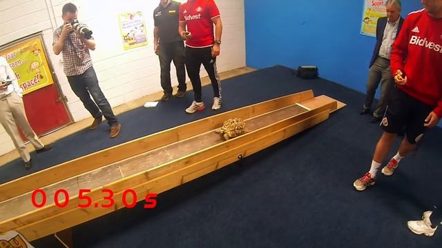 Fastest Tortoise - Guinness World Records