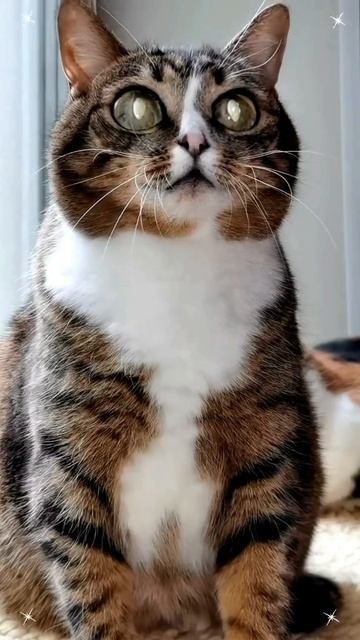 Я не богатый. Но у меня есть душа. И она полна любви к вам 💖🐾