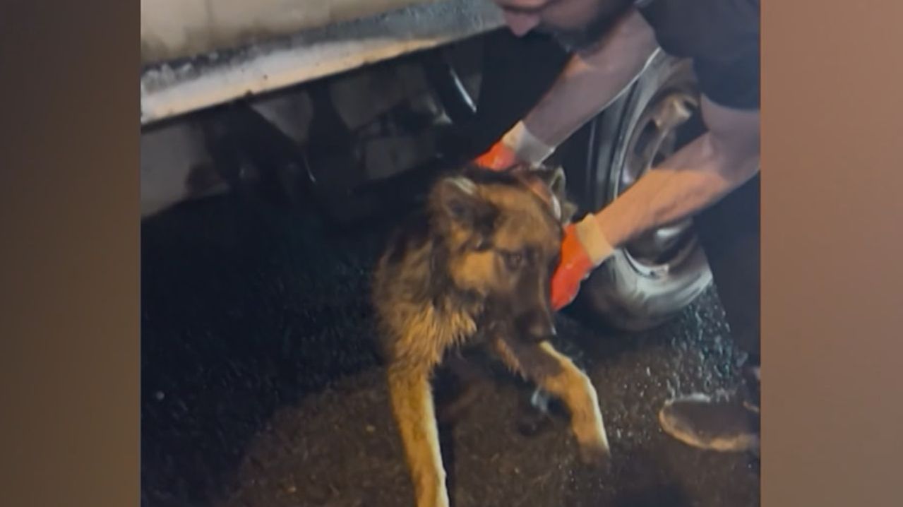 Собаку спасли на МКАД усилиями неравнодушных людей. Репортаж Гузель Камаевой