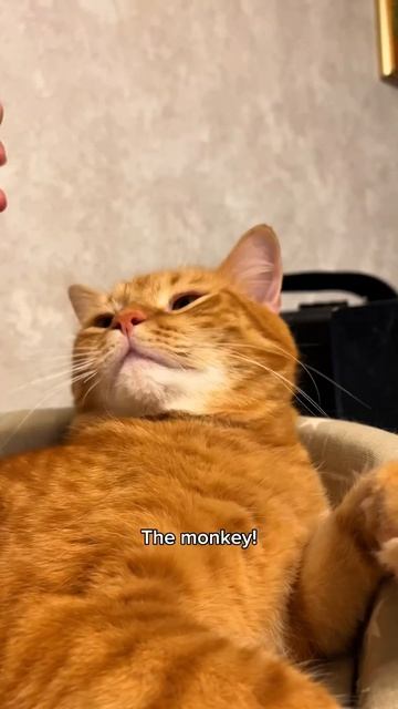 Рыжие ж@пки каждый день