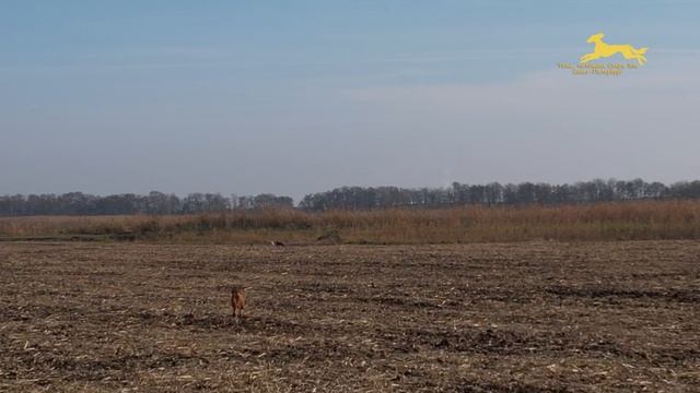 Борзые Тазы. Поимка. Видео с КВАДРОКОПТЕРА