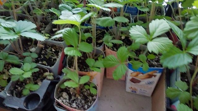 Земляника через 2 месяца после пикировки, пора удобрить