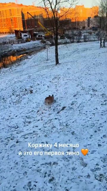 В блоге Коржик рассказывает о своём росте и дружбе с Батоном. Подписывайся