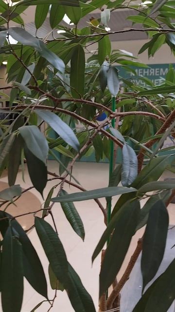 Прогулка по ТЦ Столица