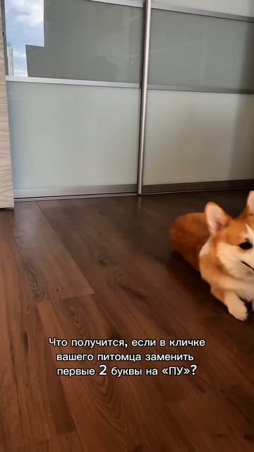 Подписка = ежедневная доза корги #корги #dogs #corgi #милота #смешныеживотные #shorts #tiktok
