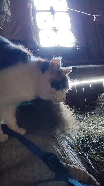 Ты чо, рыбы поела.mp4