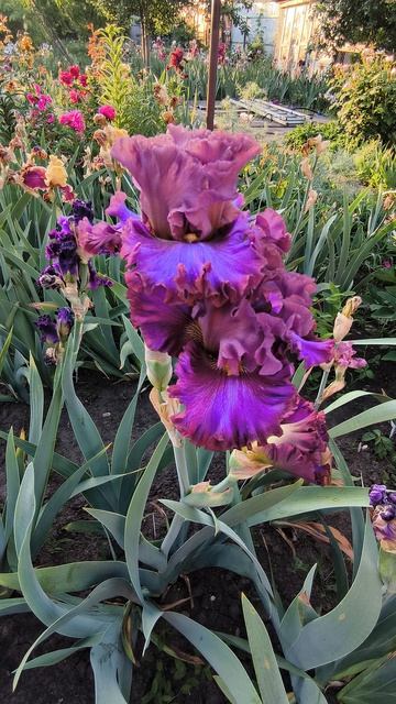 Ирис ШЭДОУБОКСЕР/ SHADOWBOXER (T. Джонсон, 2022).mp4