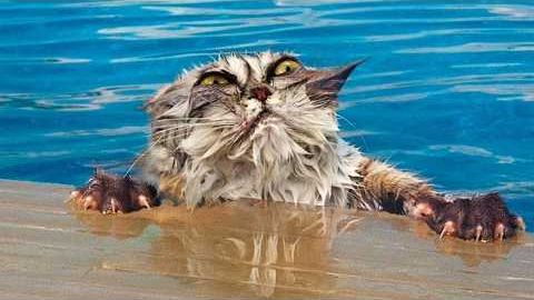 ЗАБАВНЫЕ ВСТРЕЧИ ЖИВОТНЫХ С ВОДОЙ!