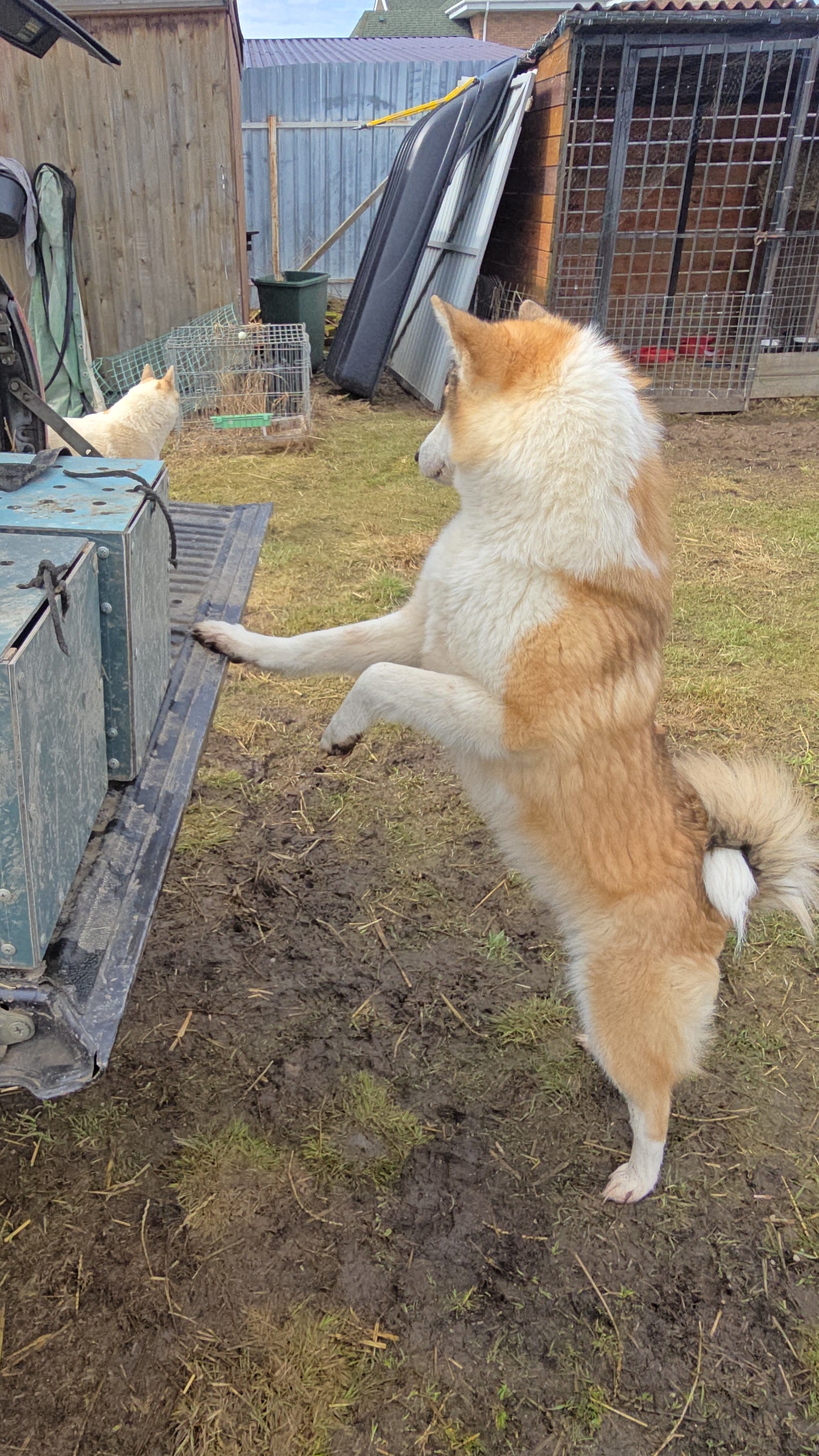 Утки с охоты